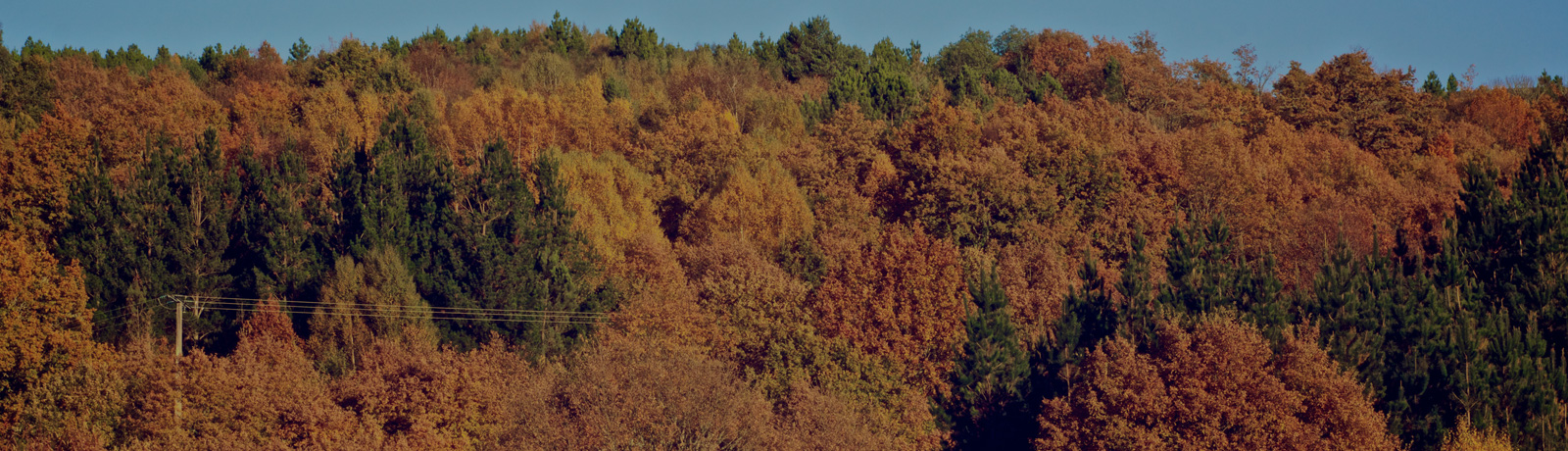 Fall Specials